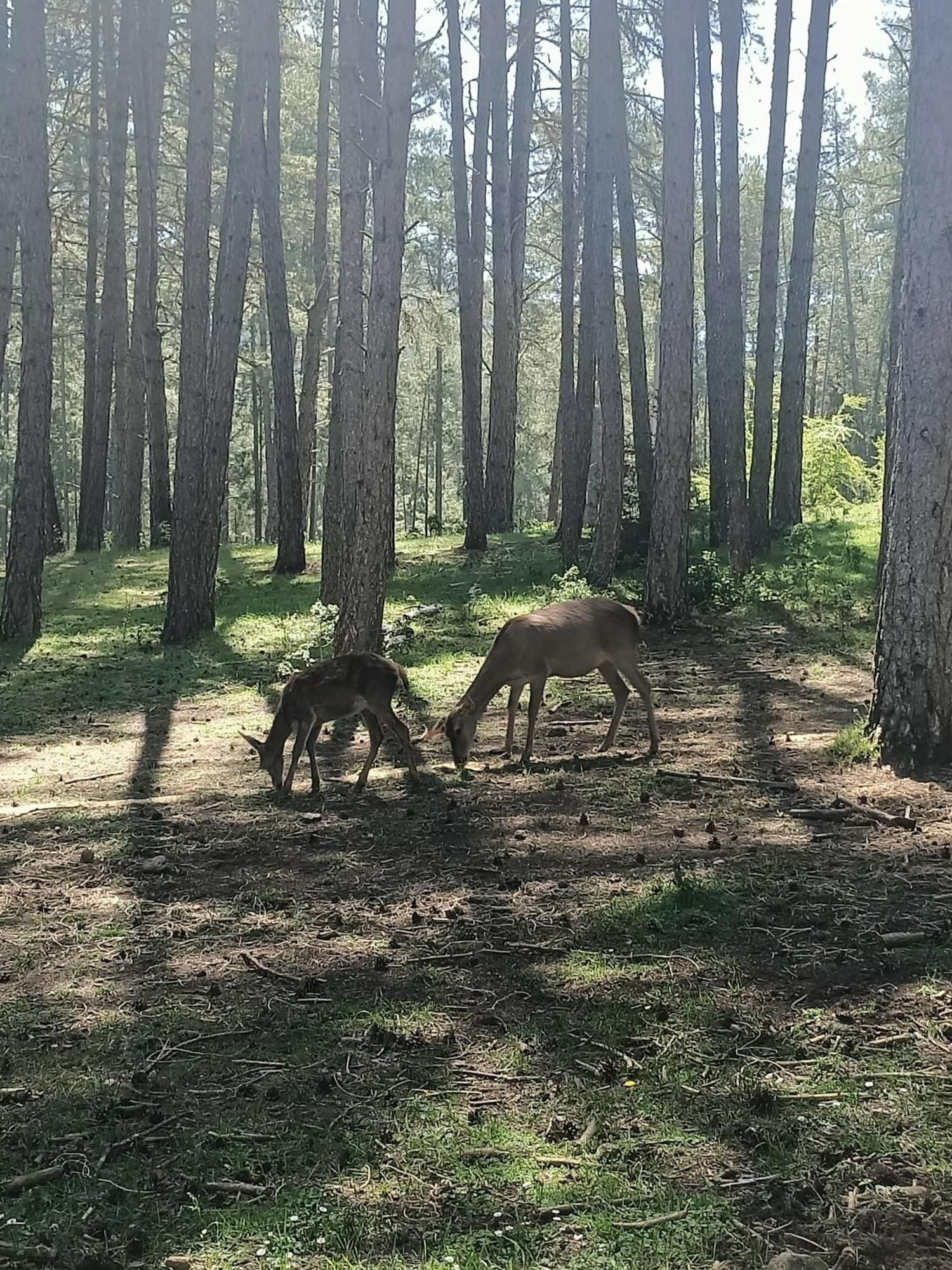 Fresneda de la Sierra Alojamiento Rural El Cerro מראה חיצוני תמונה